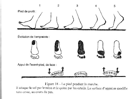 m-la-marche.jpg (577Ã409)