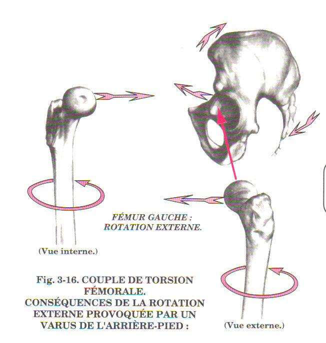 La position du bassin et ses mouvements