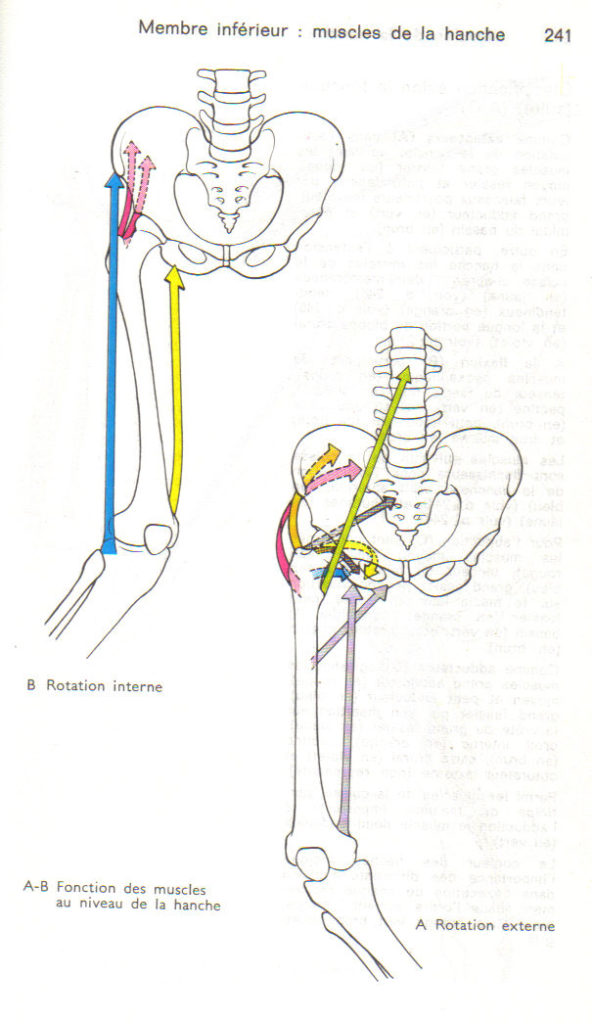 La position du bassin et ses mouvements