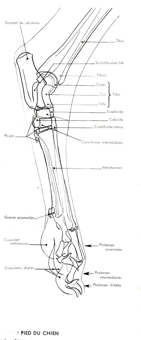 n-le-pied-du-chien.jpg (458Ã1100)